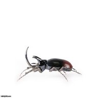 Lladro Rhinoceros Beetle Figurine SKU: 01009425