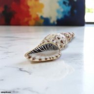 Herend Sea Shell Figurine – Handcrafted Porcelain Shell Sculpture from Hungary Art. No.: 15535000MCD | Brand New | Authentic Herend
