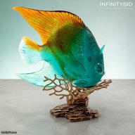 Daum Mer de Corail Royal Angelfish Amber and Green – Limited Edition of 125- SKU: 05729